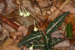 Pipsissewa <BR>Spotted wintergreen